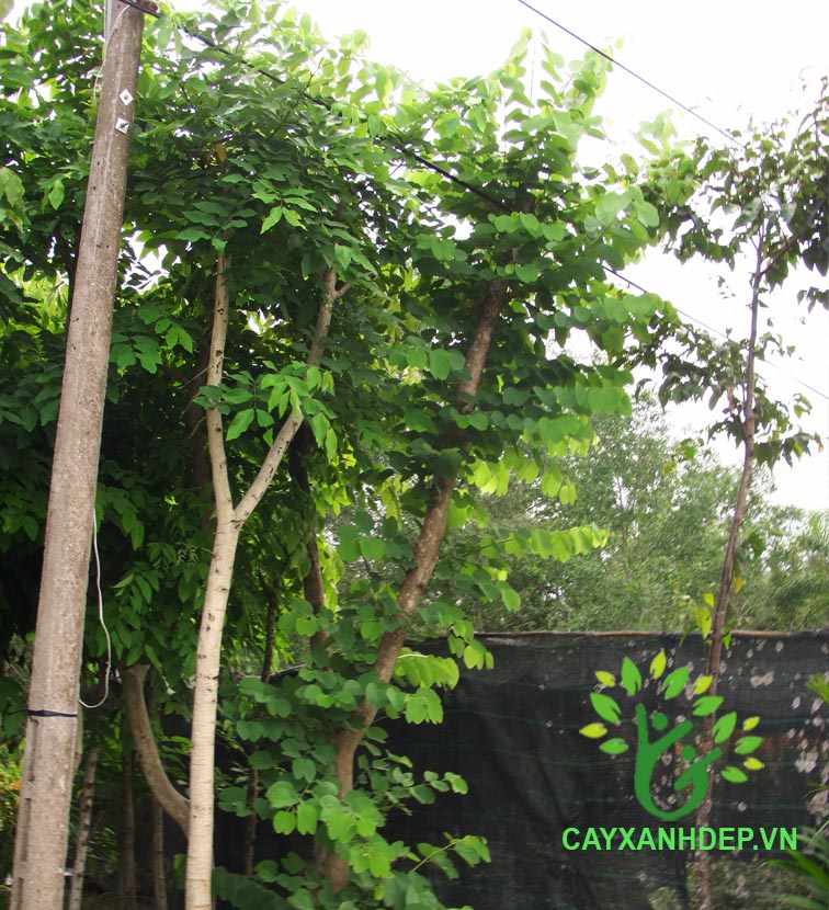 Cây Móng Bò (Ban Tím)