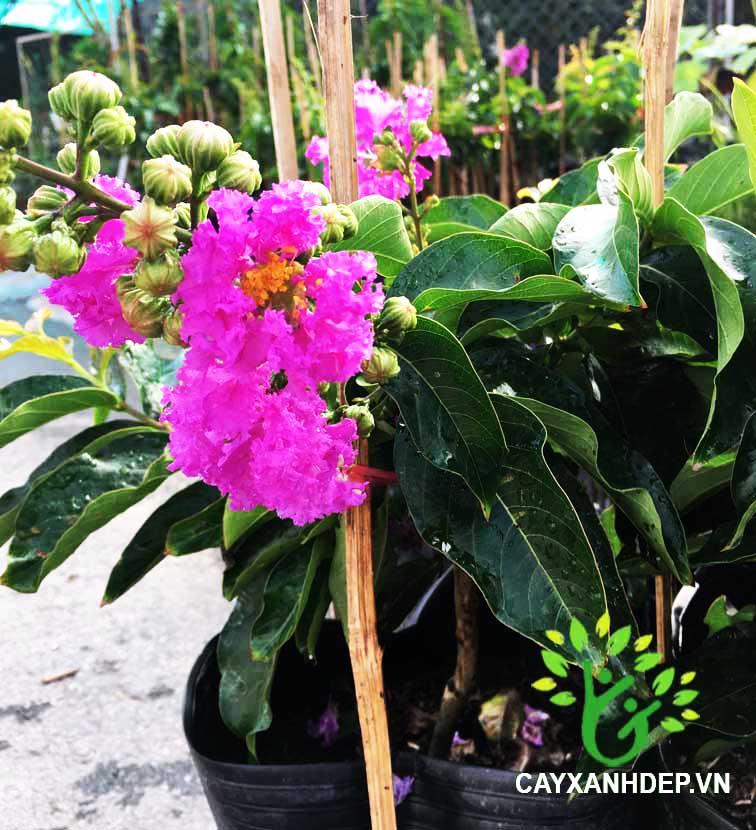 Bằng Lăng Thái HCM mua ở đâu - Cây Cảnh Việt