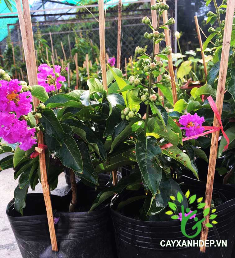 Cây Bằng Lăng Thái (Giống Mới)