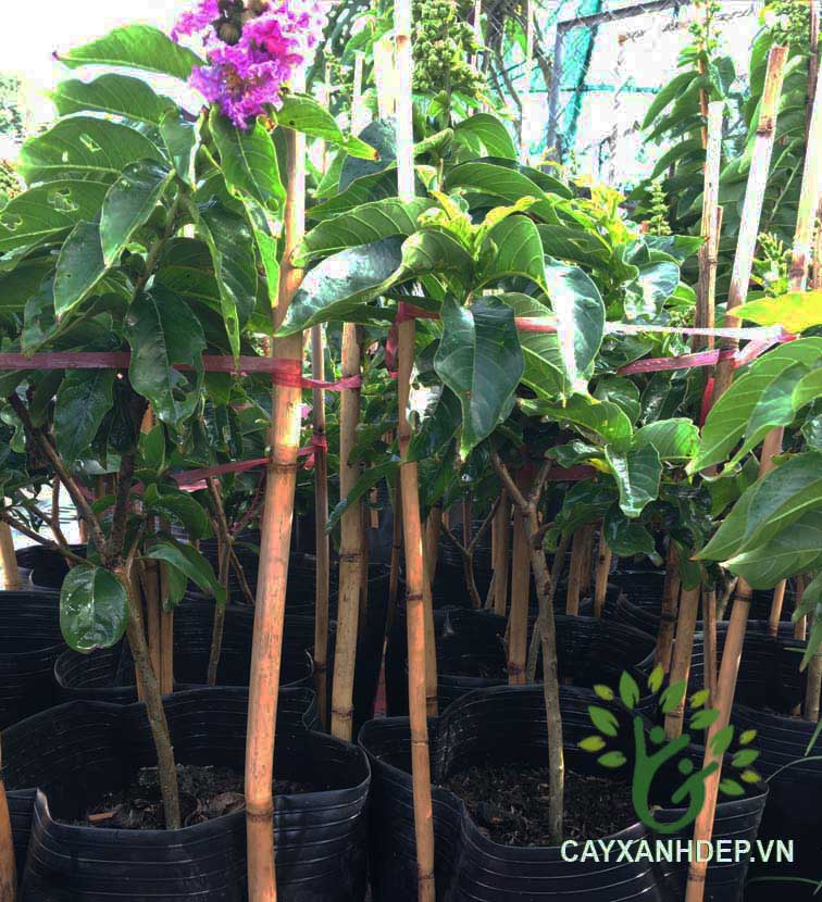 Cây Bằng Lăng Thái (Giống Mới)