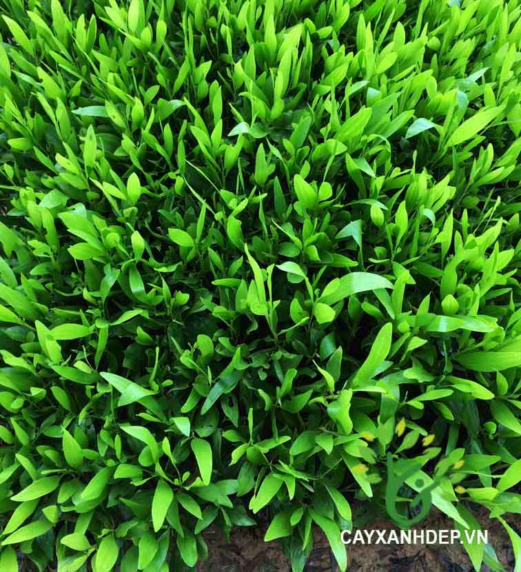 Cây Tràm Bông Trắng (Tràm Hom)