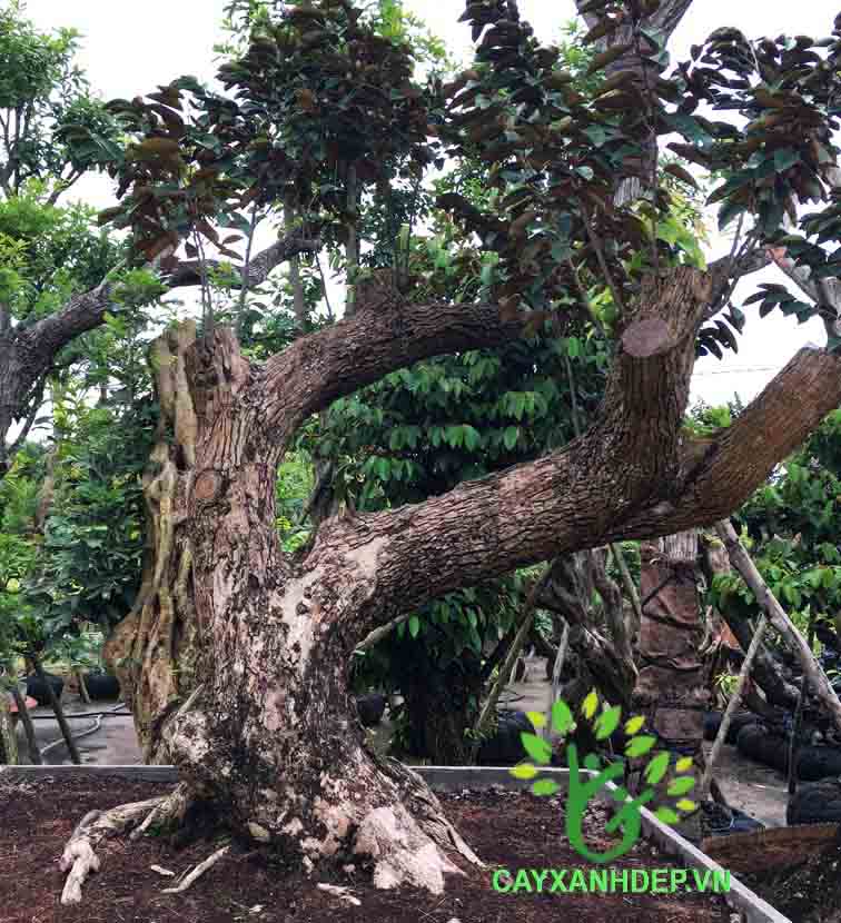 Cây Vú Sữa Cổ Thụ