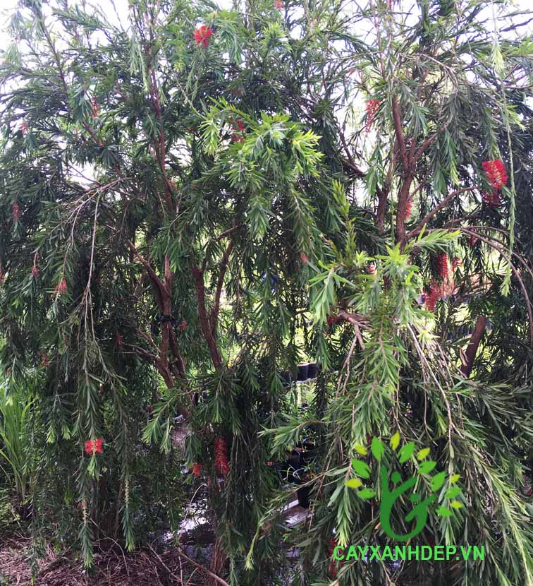 Cây Liễu Hoa Đỏ