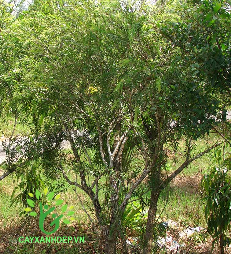 Cây Liễu Hoa Đỏ