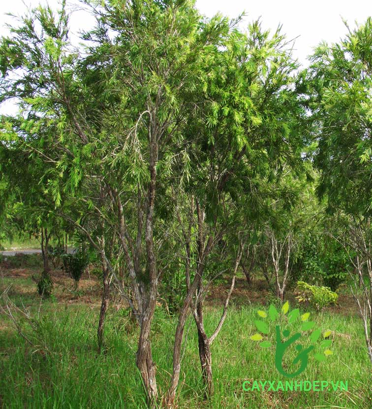Cây Liễu Hoa Đỏ