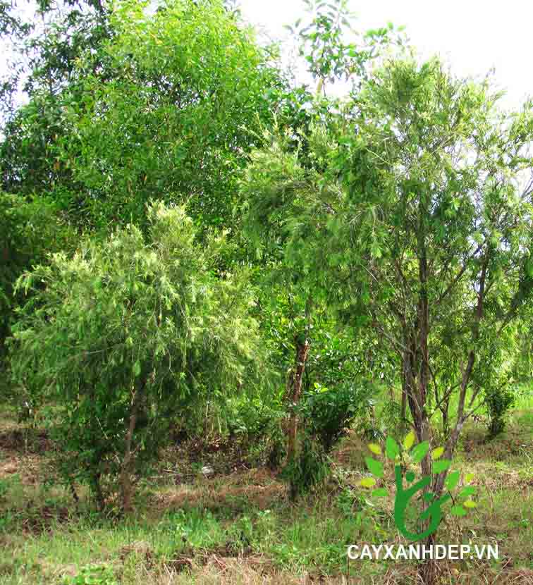 Cây Liễu Hoa Đỏ