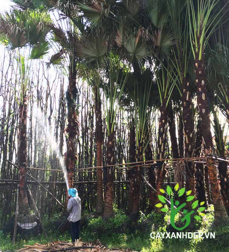 Kè Trơn, Kè Đuôi Sẻ