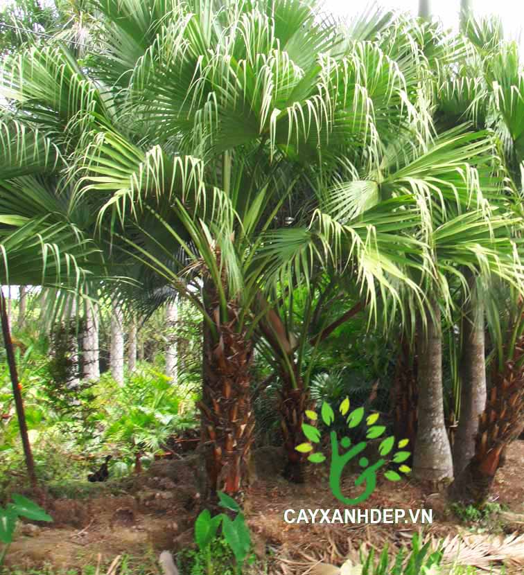Kè Trơn, Kè Đuôi Sẻ