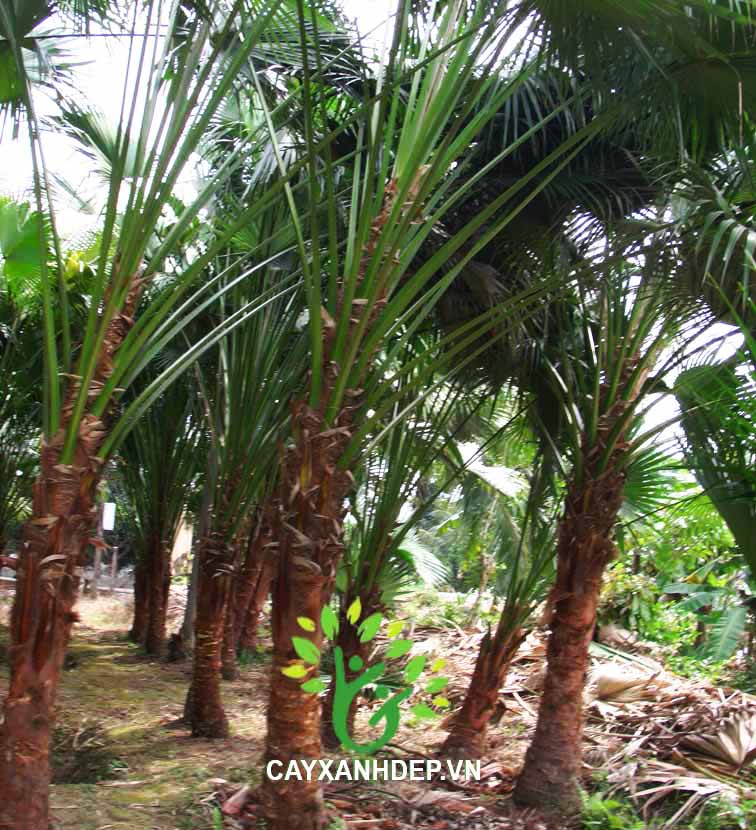 Kè Trơn, Kè Đuôi Sẻ