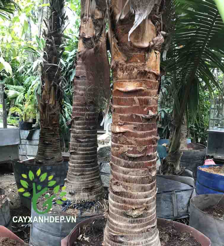 Cây Kè Đỏ (Kè Bóng, Kè Pháp)