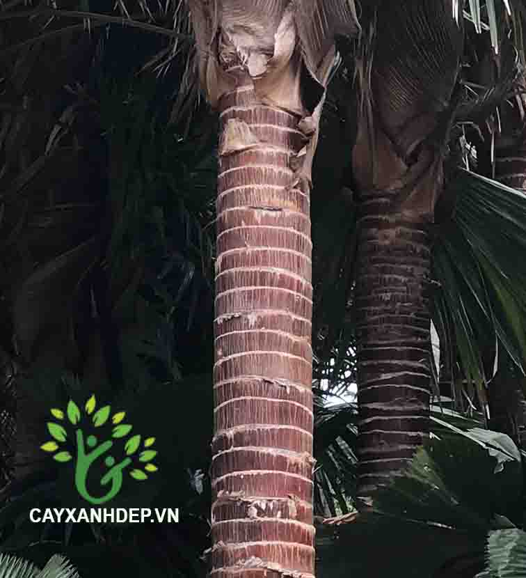 Cây Kè Đỏ (Kè Bóng, Kè Pháp)