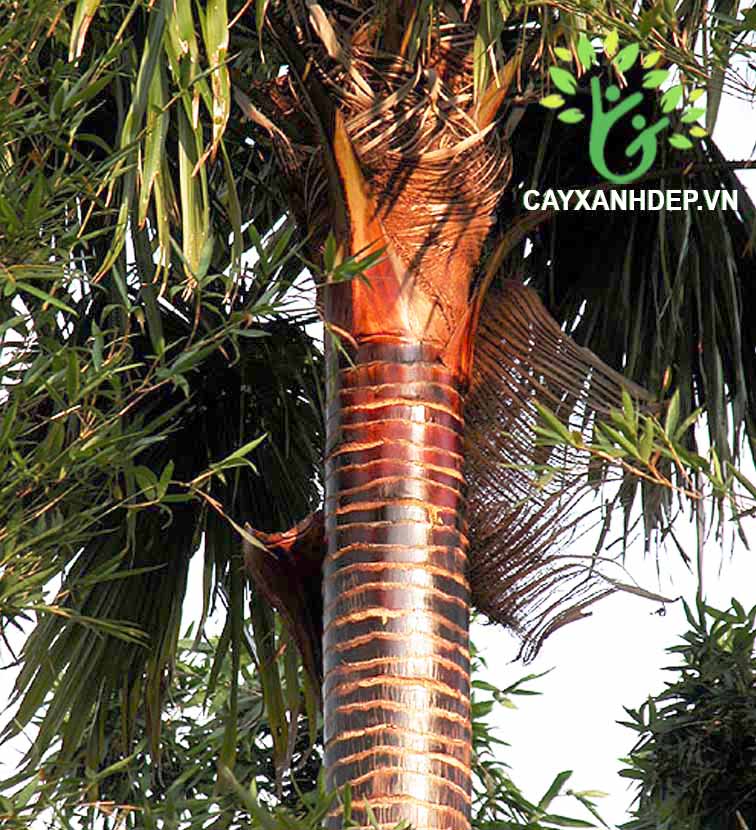 Cây Kè Đỏ (Kè Bóng, Kè Pháp)