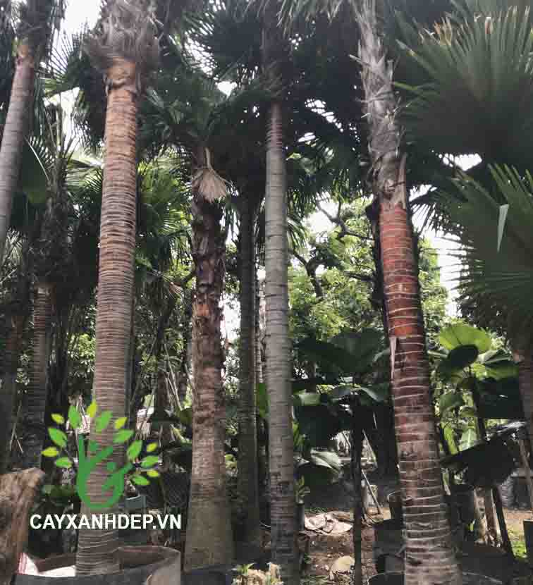 Cây Kè Đỏ (Kè Bóng, Kè Pháp)