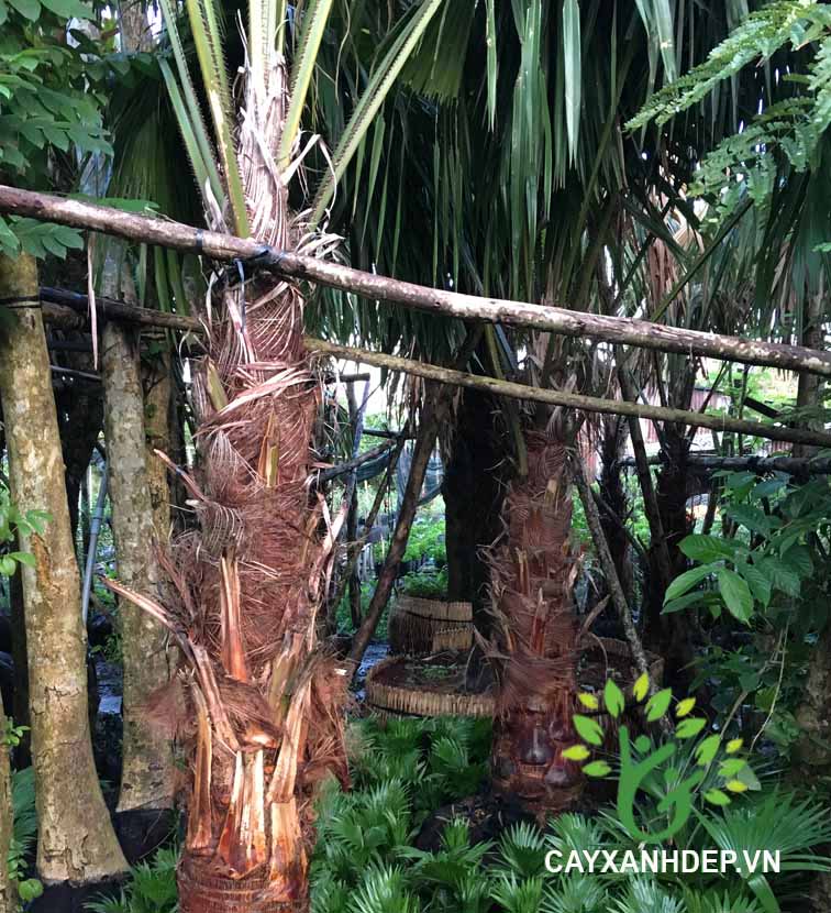 Cây Kè Đỏ (Kè Bóng, Kè Pháp)