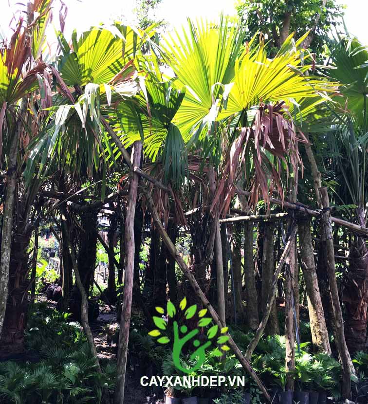 Cây Kè Đỏ (Kè Bóng, Kè Pháp)