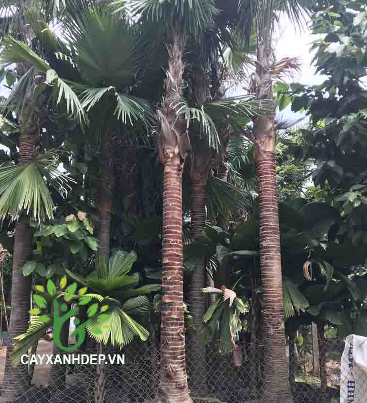 Cây Kè Đỏ (Kè Bóng, Kè Pháp)