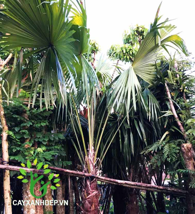 Cây Kè Đỏ (Kè Bóng, Kè Pháp)