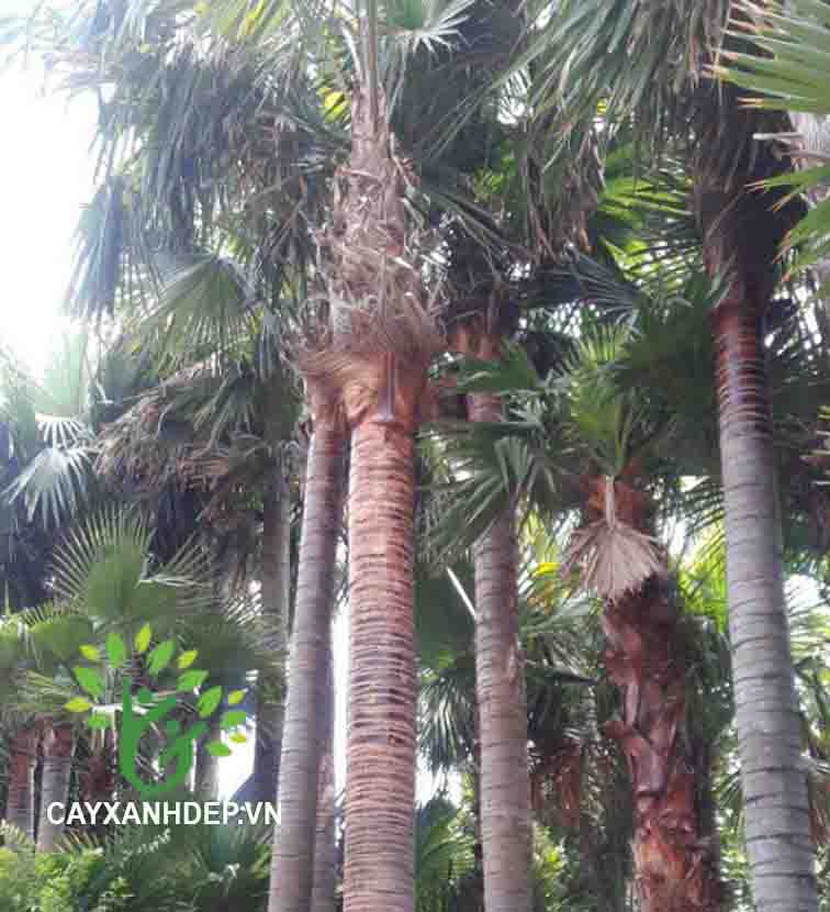 Cây Kè Đỏ (Kè Bóng, Kè Pháp)