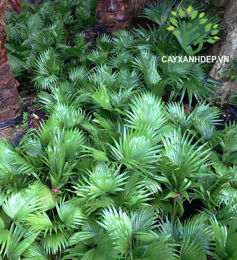 Cây Kè Đỏ (Kè Bóng, Kè Pháp)