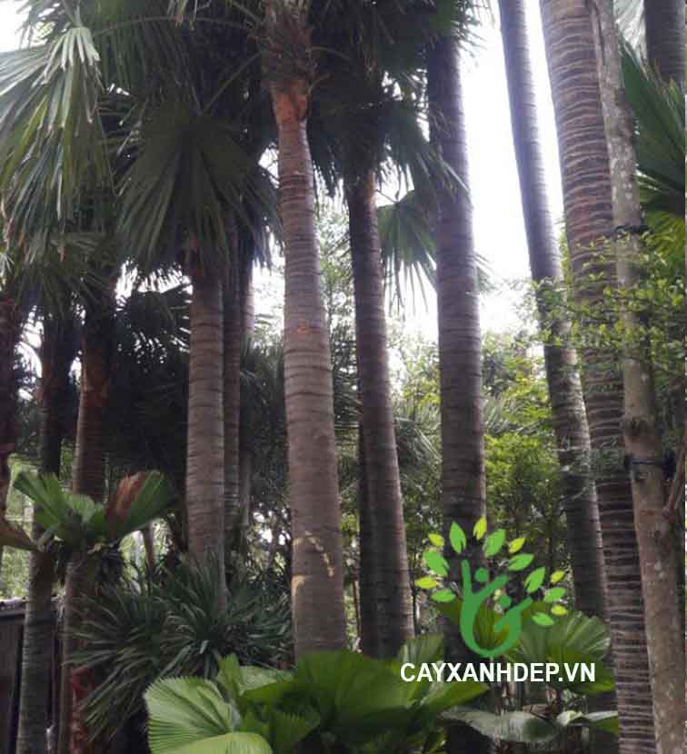 Cây Kè Đỏ (Kè Bóng, Kè Pháp)