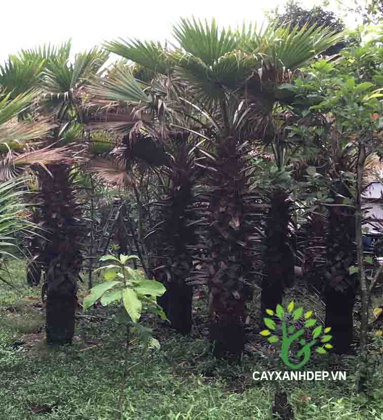 Cây Kè Washington