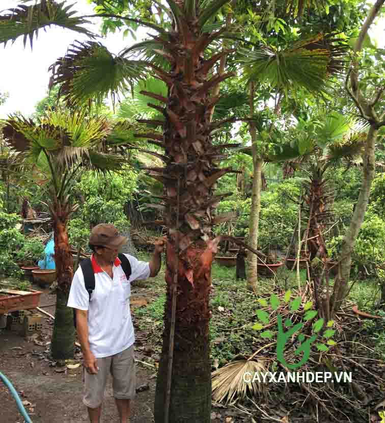Cây Cọ Mỹ