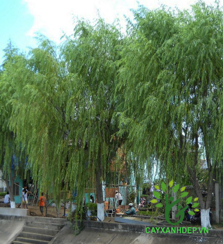 Cây Liễu Rũ