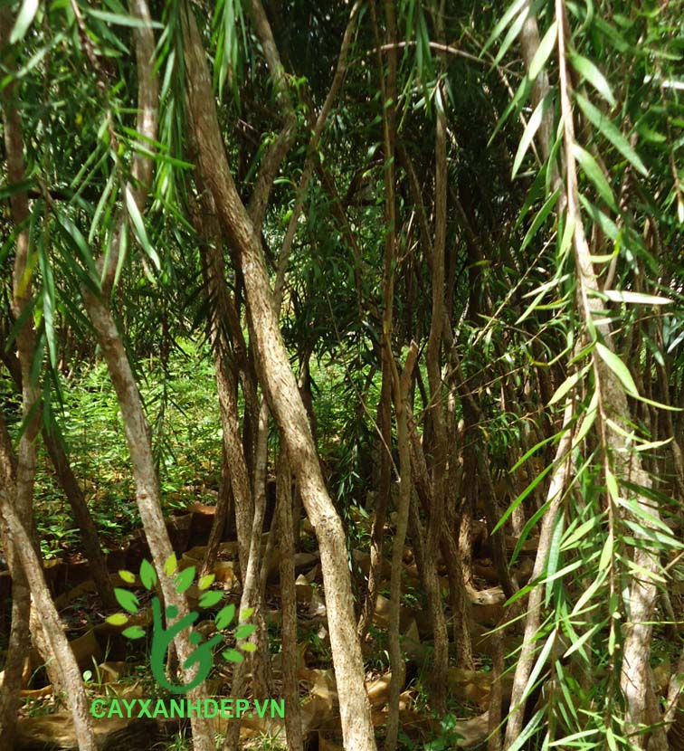 Cây Liễu Rũ