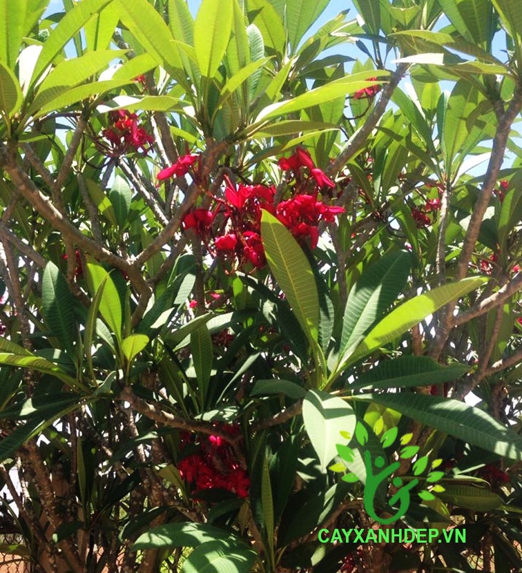 Cây Sứ Đại (Sứ Cùi)