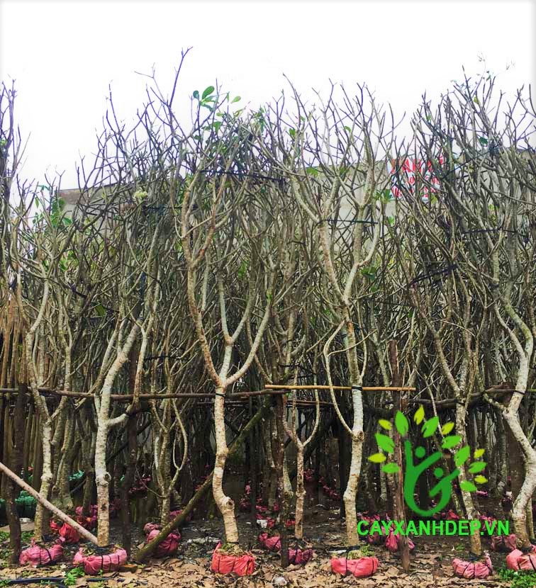 Cây Sứ Đại (Sứ Cùi)