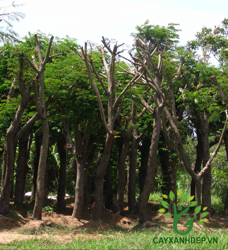 Cây Lim Xẹt (Phượng Vàng)