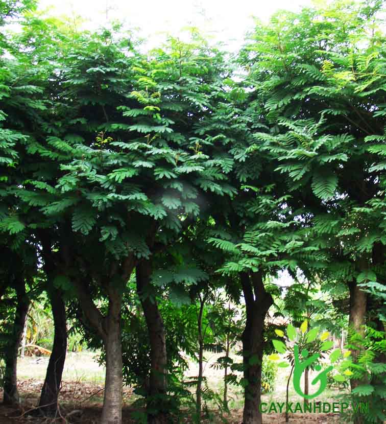 Cây Lim Xẹt (Phượng Vàng)
