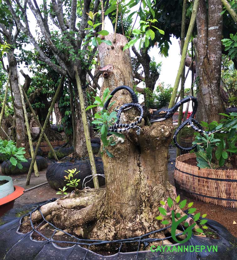 Cây Lộc Vừng