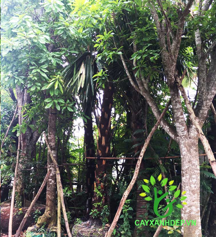 Cây Lộc Vừng