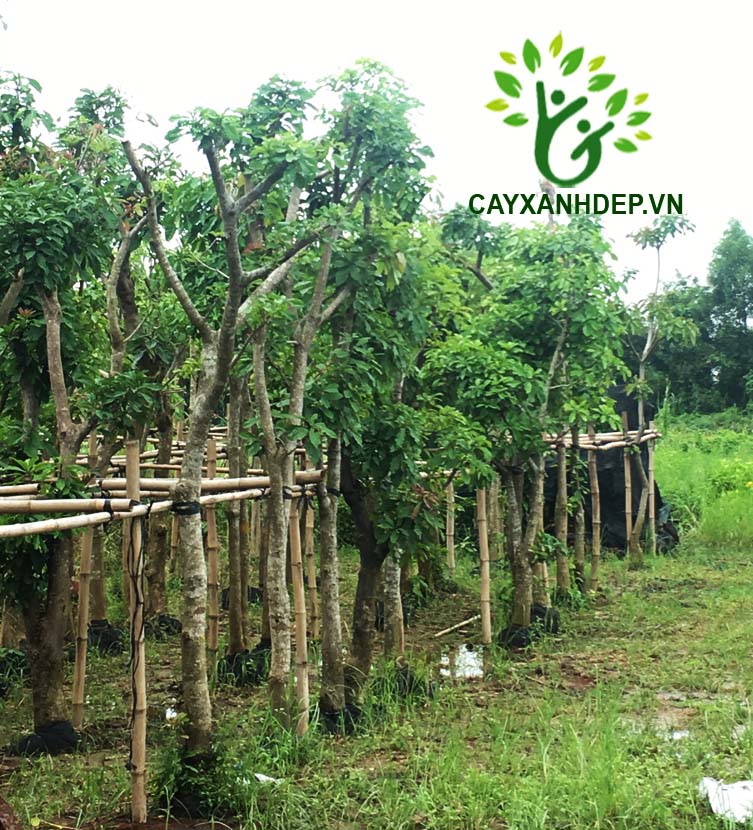 Cây Lộc Vừng