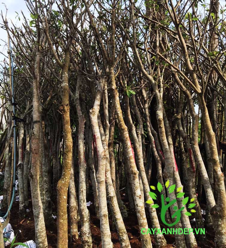 Cây Lộc Vừng