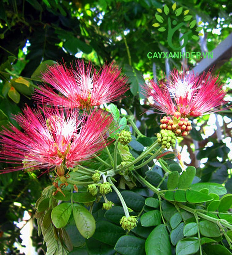 Cây Me Tây (Muồng Ngủ)