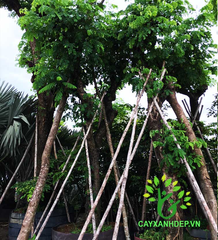 Cây Me Tây (Muồng Ngủ)