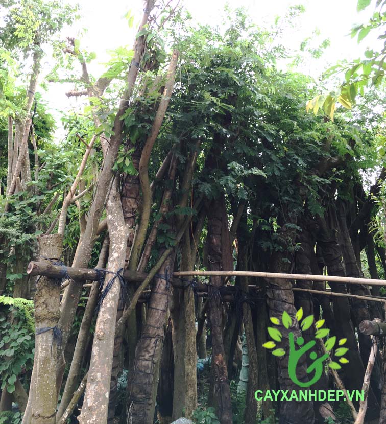 Cây Me Tây (Muồng Ngủ)