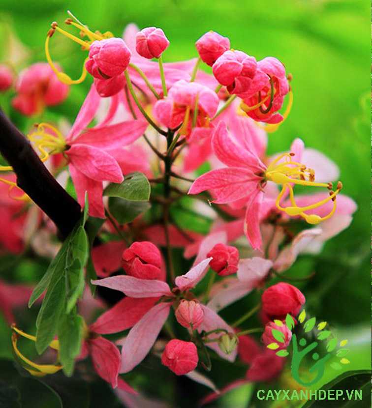 Cây Muồng Hoa Đào