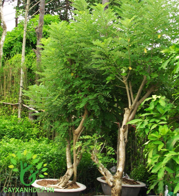 Cây Muồng Hoa Đào