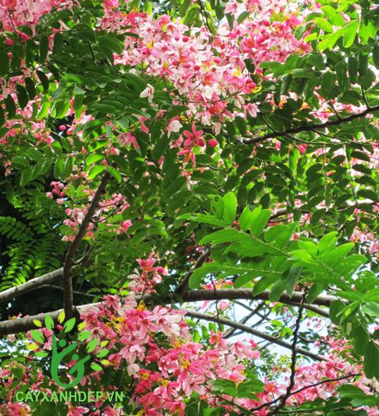 Cây Muồng Hoa Đào