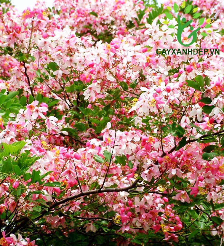 Cây Muồng Hoa Đào