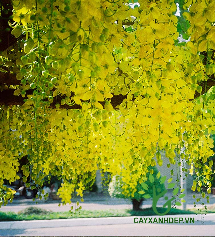 Cây Osaka Vàng (Hoàng Hậu Vàng)