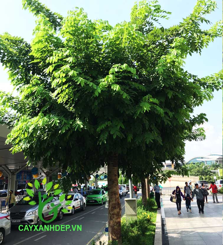 Cây Osaka Vàng (Hoàng Hậu Vàng)