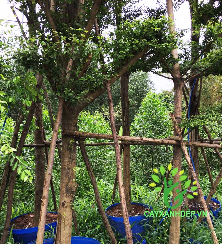 Cây Bàng Đài Loan (Bàng Lá Nhỏ)