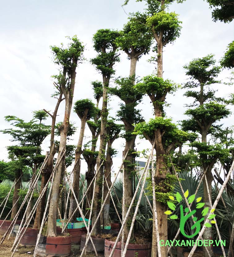 Cây Bàng Đài Loan (Bàng Lá Nhỏ)