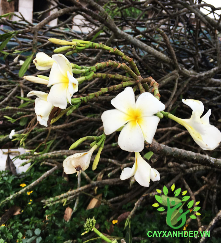 Cây Sứ Đại Hoa Trắng