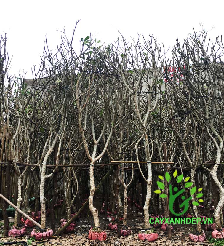 Cây Sứ Đại Hoa Trắng