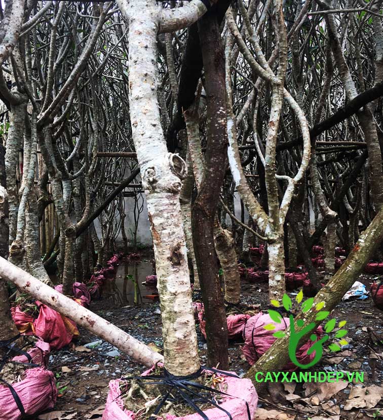 Cây Sứ Đại Hoa Trắng